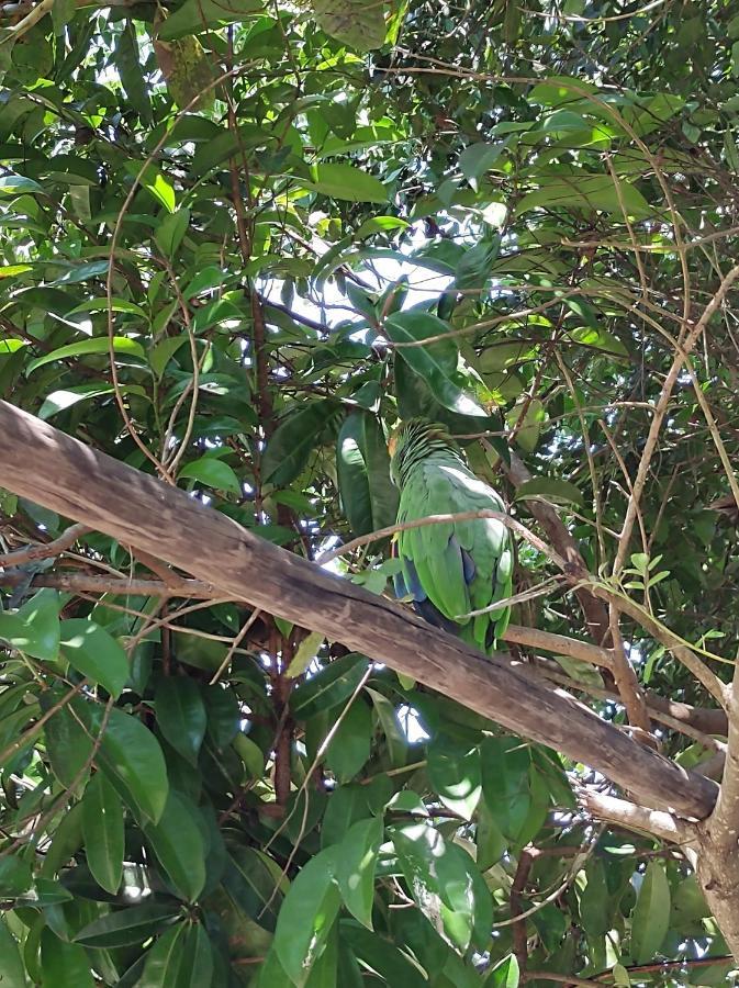 Pousada Quintal Dos Sonhos Xando Caraíva Exteriör bild